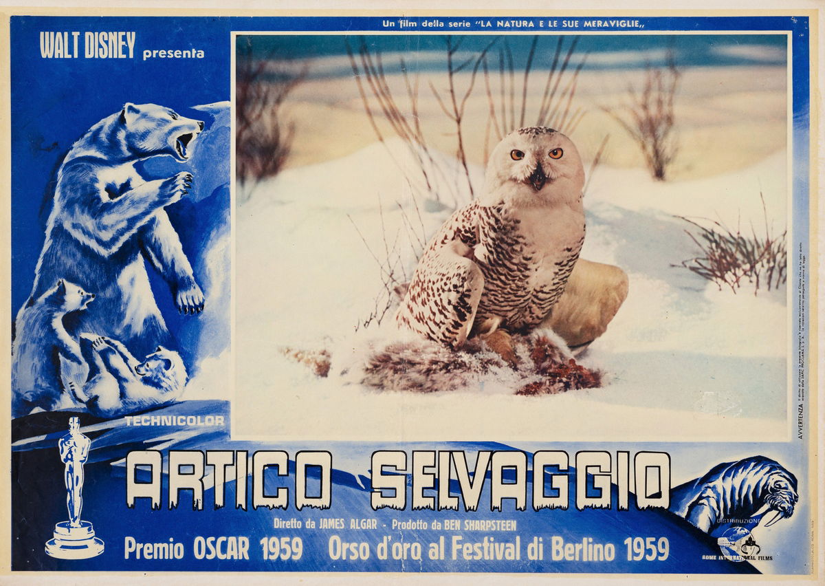 White Wilderness - Fotobusta 1