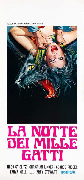 La notte dei mille gatti