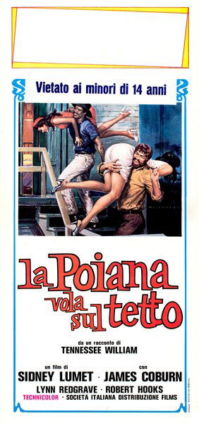 La poiana vola sul tetto