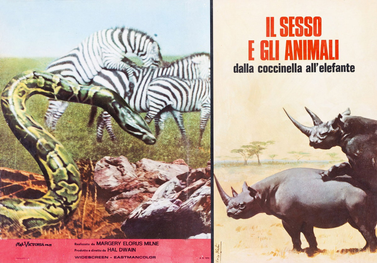 Lobby Card 3 for the film Sex and the Animals (1969), painted by Lorenzo Nistri (Enzo)