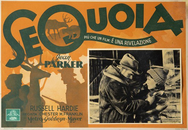 Sequoia
